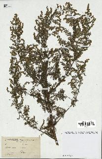 spécimen de Artemisia annua