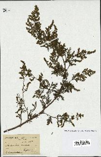 spécimen de Artemisia annua