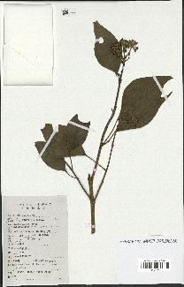 spécimen de Hedera nepalensis