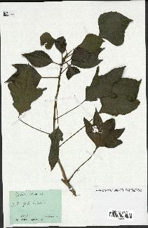 spécimen de Hedera helix