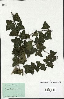 spécimen de Hedera helix