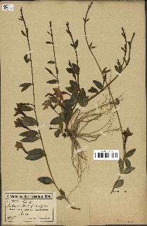 spécimen de Vinca herbacea
