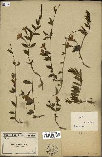 spécimen de Vinca herbacea