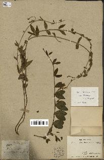 spécimen de Vinca herbacea