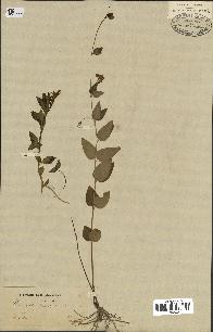 spécimen de Vinca herbacea