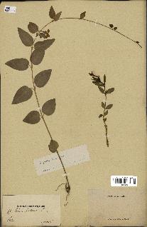 spécimen de Vinca herbacea