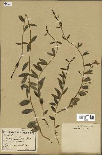 spécimen de Vinca herbacea