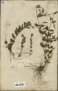 spécimen de Vinca herbacea
