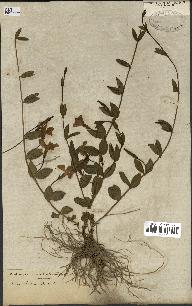 spécimen de Vinca herbacea