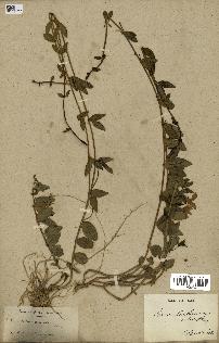 spécimen de Vinca herbacea