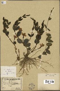 spécimen de Vinca herbacea
