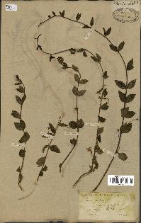 spécimen de Vinca herbacea