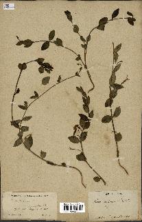 spécimen de Vinca herbacea
