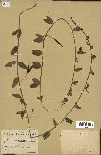 spécimen de Vinca herbacea