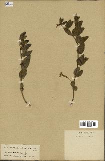spécimen de Vinca herbacea