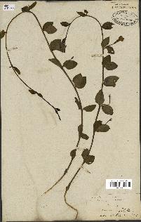 spécimen de Vinca herbacea