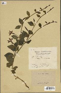 spécimen de Vinca herbacea