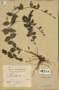 spécimen de Vinca herbacea