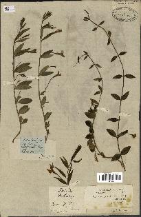 spécimen de Vinca herbacea