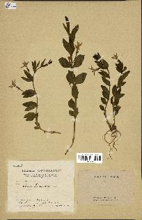 spécimen de Vinca herbacea