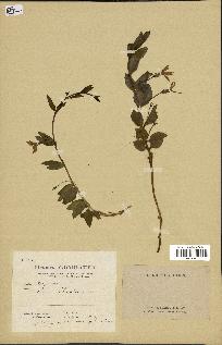 spécimen de Vinca herbacea