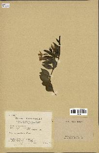 spécimen de Vinca herbacea