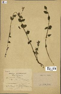 spécimen de Vinca herbacea