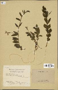 spécimen de Vinca herbacea