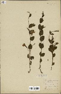 spécimen de Vinca herbacea