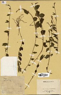 spécimen de Vinca herbacea