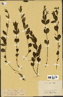 spécimen de Vinca herbacea