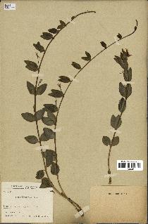 spécimen de Vinca herbacea