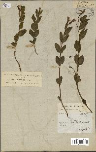 spécimen de Vinca herbacea