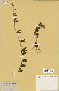 spécimen de Vinca herbacea