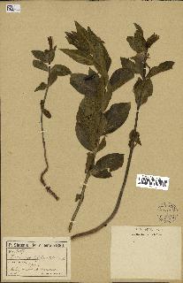 spécimen de Vinca herbacea