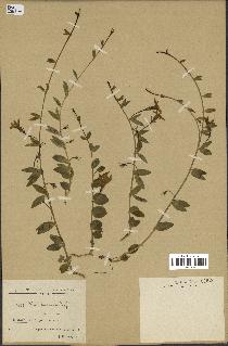 spécimen de Vinca herbacea