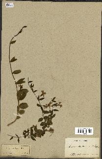 spécimen de Vinca herbacea