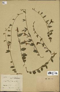 spécimen de Vinca herbacea