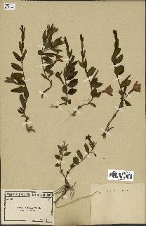 spécimen de Vinca herbacea