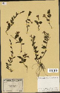 spécimen de Vinca herbacea