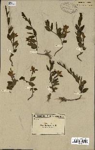 spécimen de Vinca herbacea