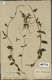 spécimen de Vinca herbacea