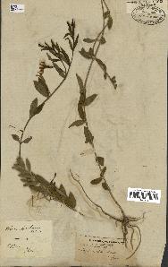 spécimen de Vinca herbacea