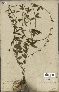 spécimen de Vinca herbacea