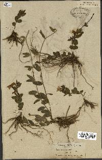 spécimen de Vinca herbacea