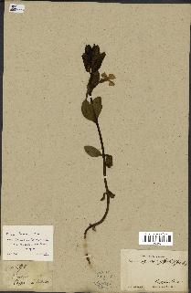 spécimen de Vinca herbacea