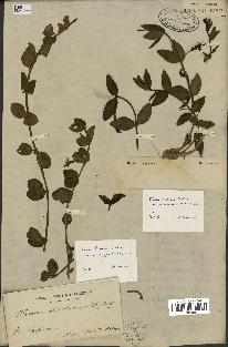 spécimen de Vinca herbacea