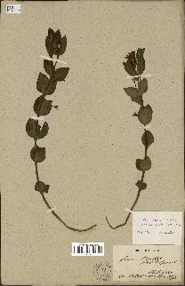 spécimen de Vinca herbacea