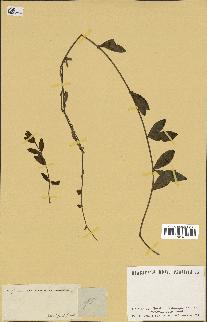 spécimen de Vinca herbacea