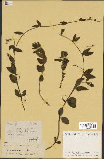 spécimen de Vinca herbacea